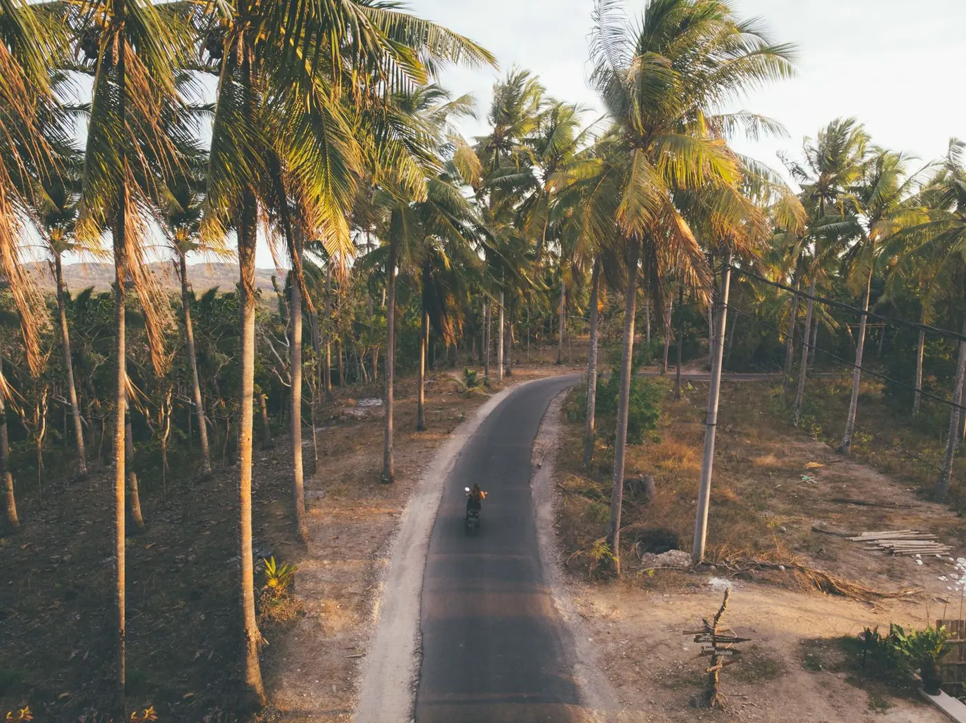 A rider on a motorbike travelling along a narrow asphalt road lined with tall palm trees